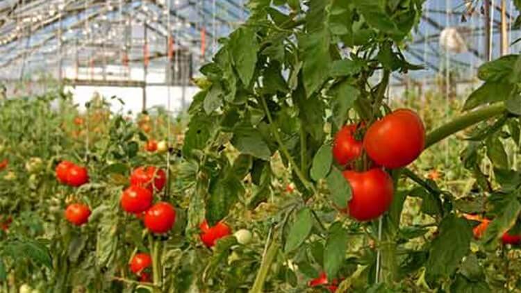 Perioadă prelungită pentru valorificarea tomatelor