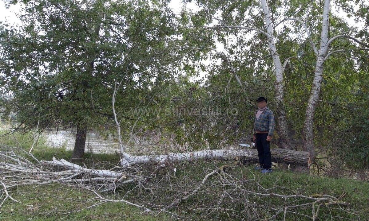 Hoț de lemne în aria protejată ”Situl Natura” 2000