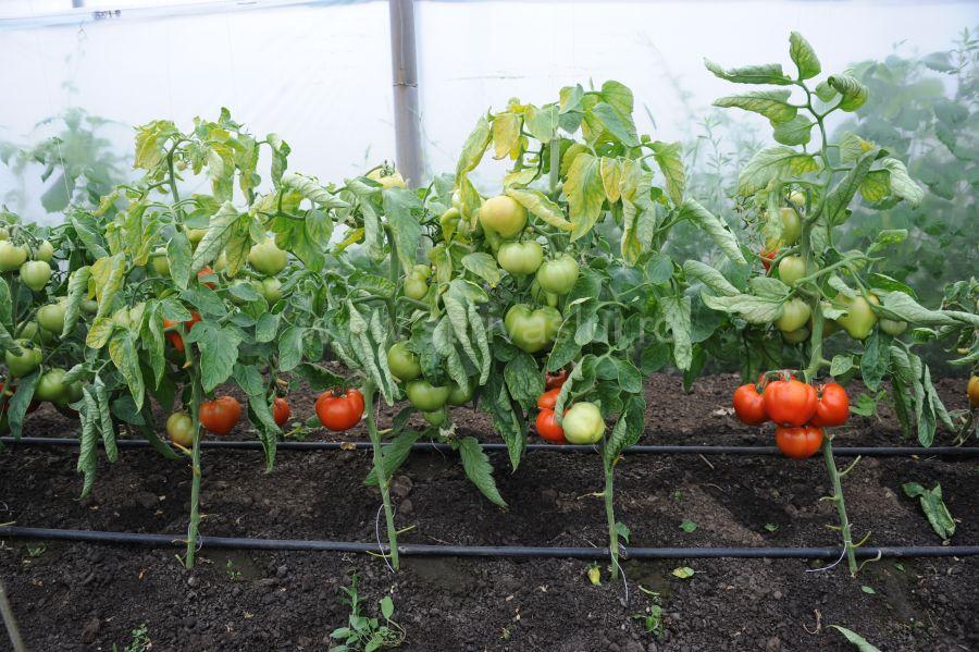 Ajutor de stat pentru compensarea pierderilor suferite la culturile de  tomate și usturoi